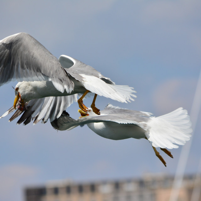 "Food fight in the air" stock image