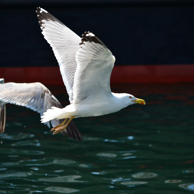 "Flying low" stock image