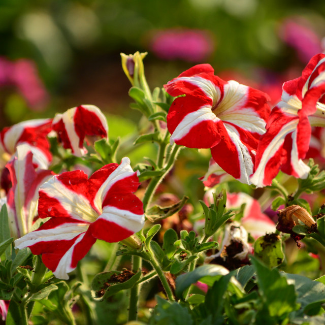 "Red and white flower" by Amit Mendelsohn - £50.00 "Red and white flower" stock image