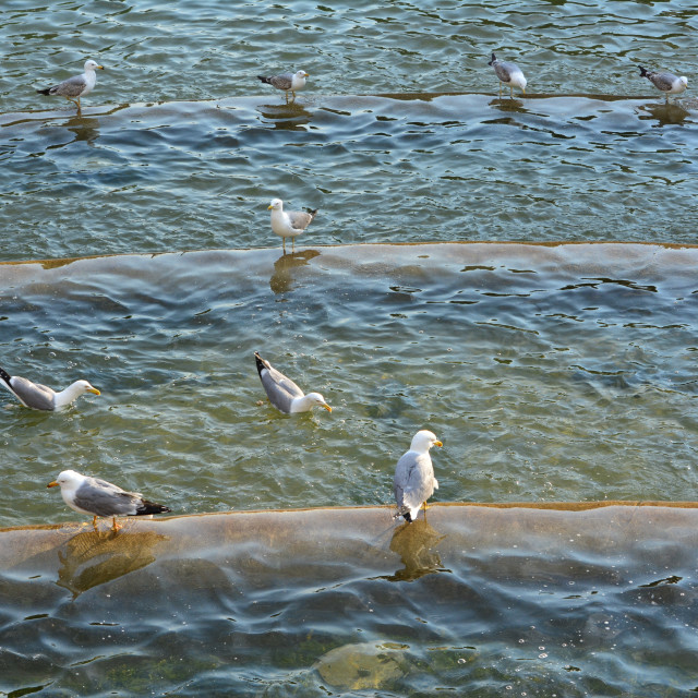 "seagulls bath" by Amit Mendelsohn - £50.00 "seagulls bath" stock image