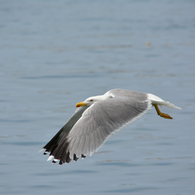 "Seagull flying" stock image