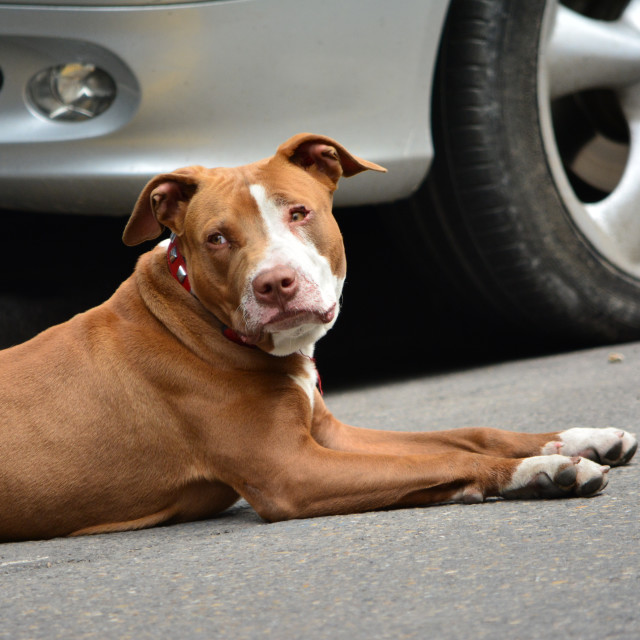 "A bored pitbull" stock image