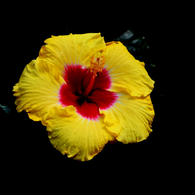 "Yellow hibiscus with a red heart" stock image