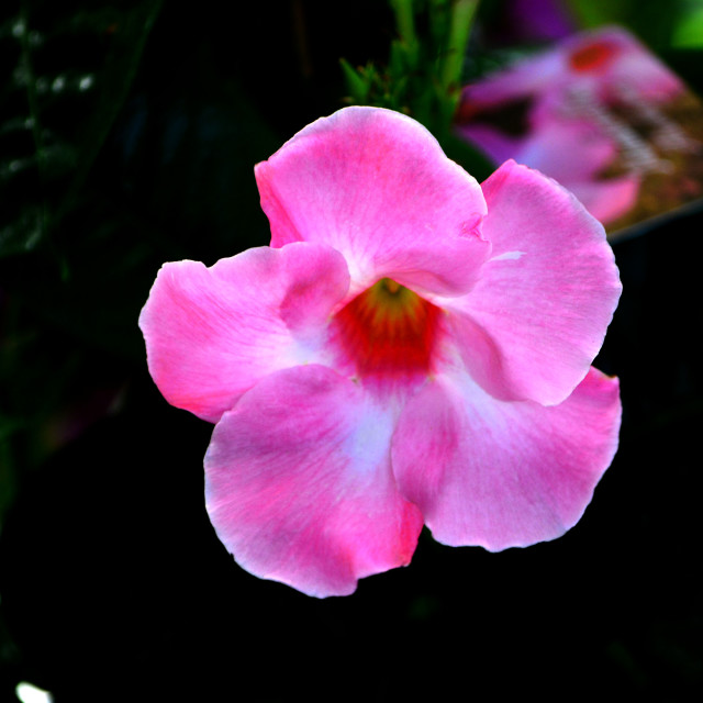 "A pink Brazilian jasmine" stock image