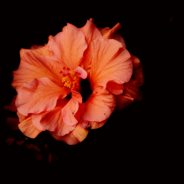 "A layered hibiscus" stock image