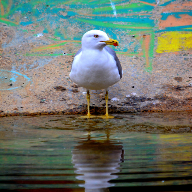 "A seagull and its reflection" by Amit Mendelsohn - £50.00 "A seagull and its reflection" stock image