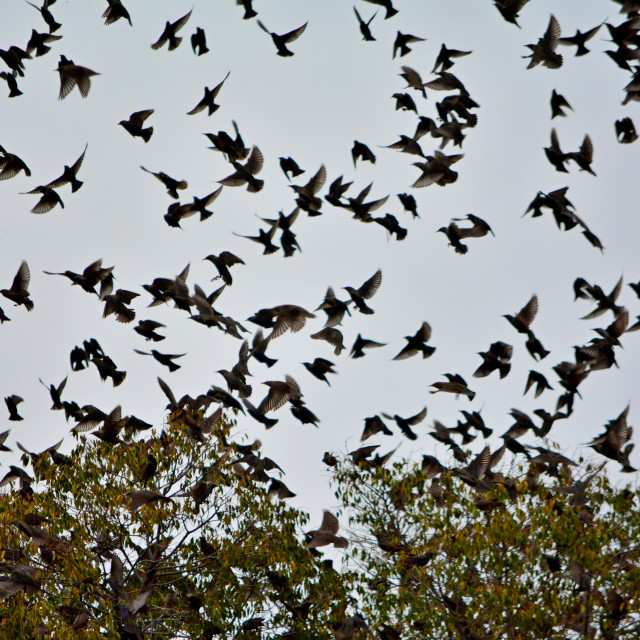 "The murmuring of the starling" stock image