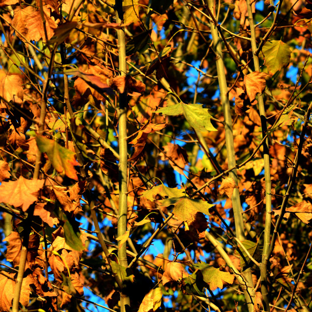 "Dry tree" by Amit Mendelsohn - £50.00 "Dry tree" stock image