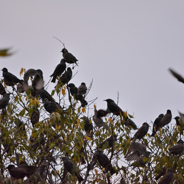 "Starlings stopping on a tree" by Amit Mendelsohn - £50.00 "Starlings stopping on a tree" stock image