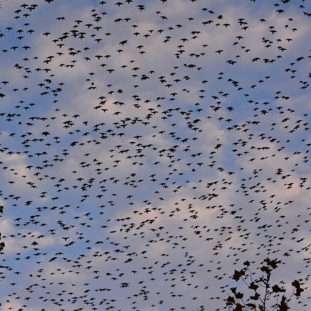 "Starling on the move" stock image