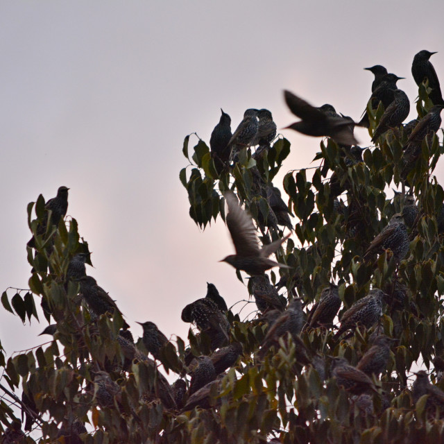 "Starlings stopping on a tree" by Amit Mendelsohn - £50.00 "Starlings stopping on a tree" stock image