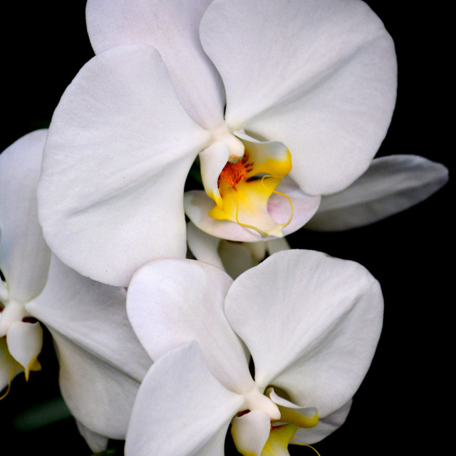 "A white Orchid" by Amit Mendelsohn - £50.00 "A white Orchid" stock image