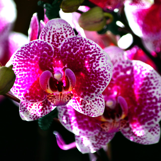 "A pink white orchid" by Amit Mendelsohn - £50.00 "A pink white orchid" stock image