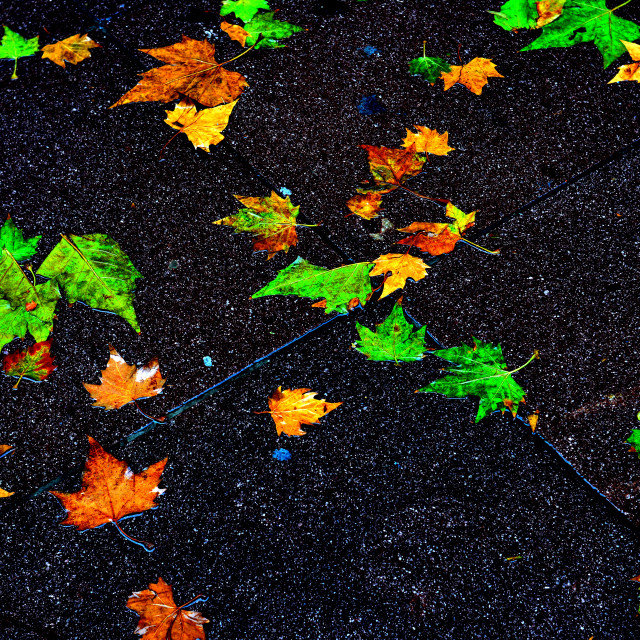 "Fallen Leaves" by Amit Mendelsohn - £50.00 "Fallen Leaves" stock image
