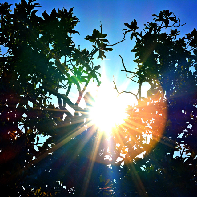 "Sun between the leaves" by Amit Mendelsohn - £50.00 "Sun between the leaves" stock image