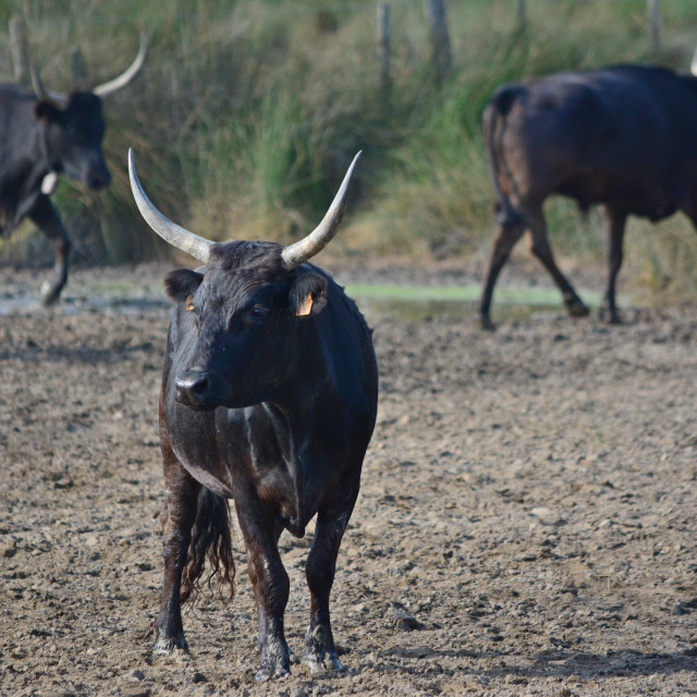 "A Camargue bull" by Amit Mendelsohn - £50.00 "A Camargue bull" stock image