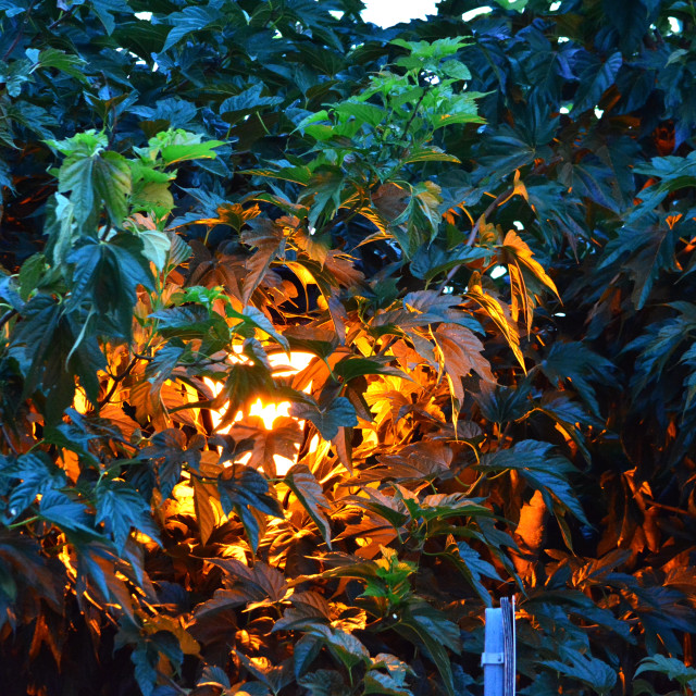 "Light in the forest" by Amit Mendelsohn - £50.00 "Light in the forest" stock image