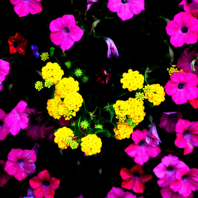 "Flowers" by Amit Mendelsohn - £50.00 "Flowers" stock image