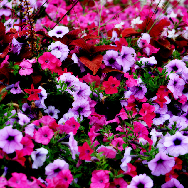 "Flowers" by Amit Mendelsohn - £50.00 "Flowers" stock image