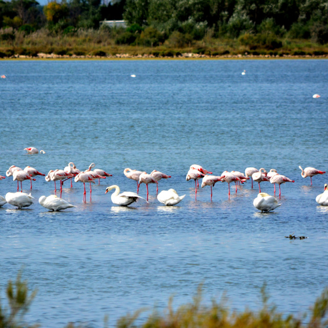"Flamengo and swans" by Amit Mendelsohn - £50.00 "Flamengo and swans" stock image