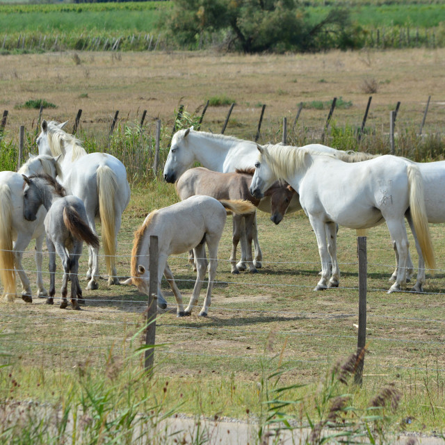 "White horses" by Amit Mendelsohn - £50.00 "White horses" stock image