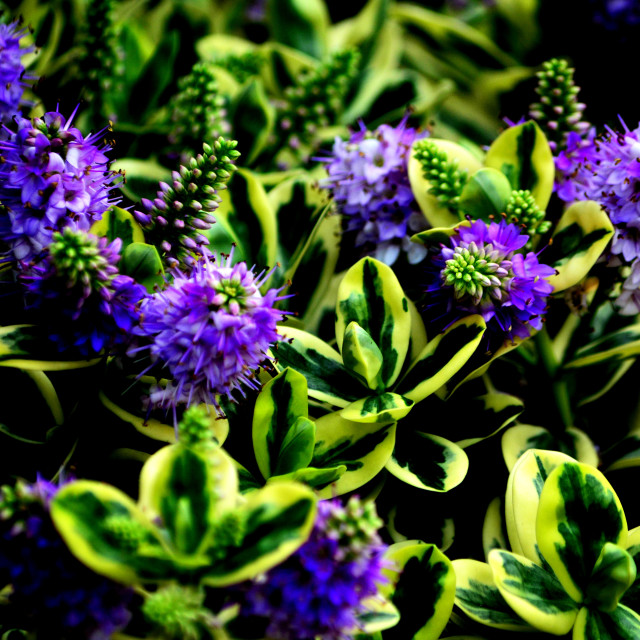 "purple plant" by Amit Mendelsohn - £50.00 "purple plant" stock image