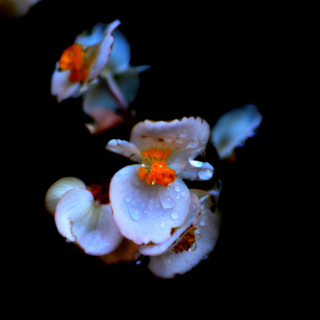 "white and orange flower" by Amit Mendelsohn - £50.00 "white and orange flower" stock image