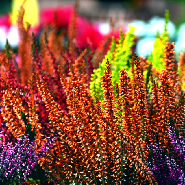 "Coloured decoration plants" by Amit Mendelsohn - £50.00 "Coloured decoration plants" stock image