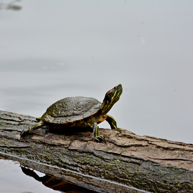 "A turtle" by Amit Mendelsohn - £50.00 "A turtle" stock image