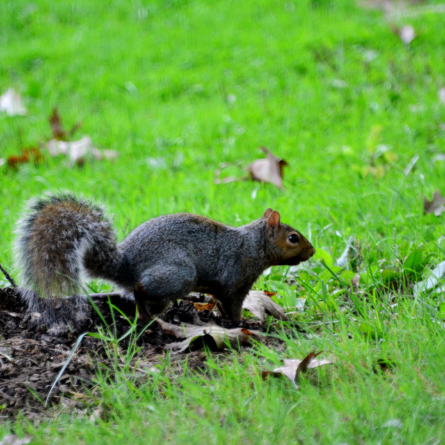 "A squirrel" by Amit Mendelsohn - £50.00 "A squirrel" stock image
