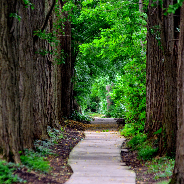 "A Passage between the trees" by Amit Mendelsohn - £50.00 "A Passage between the trees" stock image