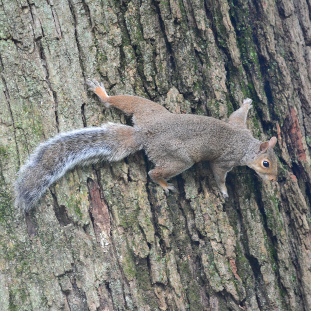 "A squirrel on the tree" by Amit Mendelsohn - £50.00 "A squirrel on the tree" stock image