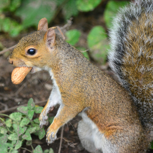 "A squirrel busy" by Amit Mendelsohn - £50.00 "A squirrel busy" stock image