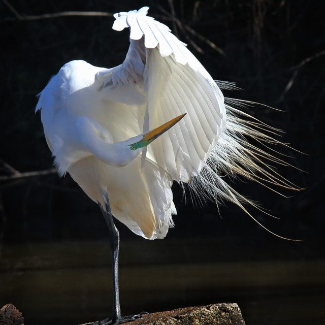 "Preening White Egret" stock image