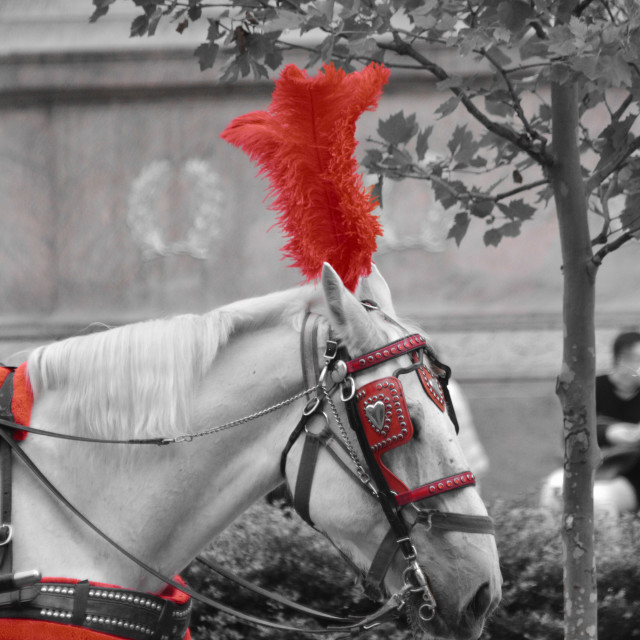 "A horse for tourists carriage" by Amit Mendelsohn - £50.00 "A horse for tourists carriage" stock image