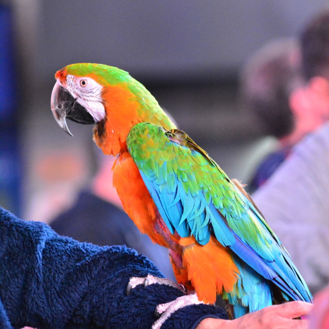 "Colourful parrot" by Amit Mendelsohn - £50.00 "Colourful parrot" stock image