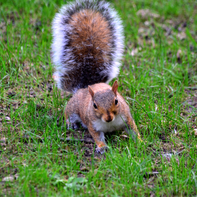 "A squirrel" by Amit Mendelsohn - £50.00 "A squirrel" stock image