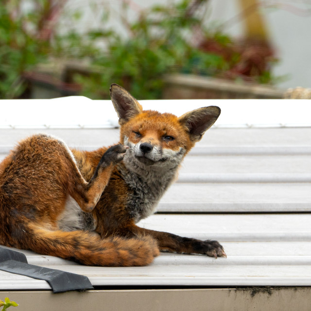 "Red Fox (Vulpes vulpes)" stock image
