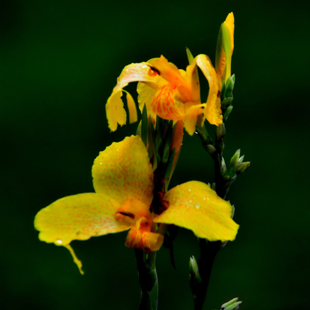 "A yellow flower" by Amit Mendelsohn - £50.00 "A yellow flower" stock image