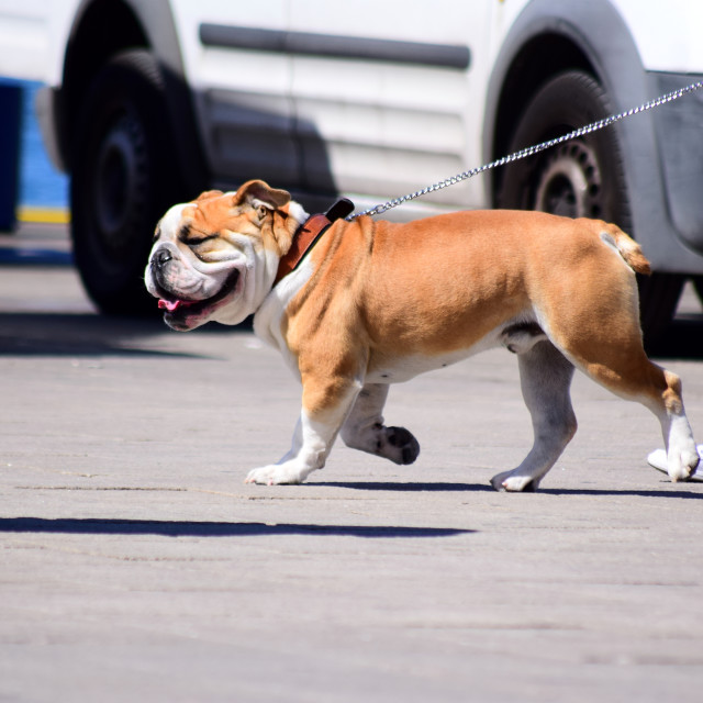 "An English bulldog" by Amit Mendelsohn - £50.00 "An English bulldog" stock image
