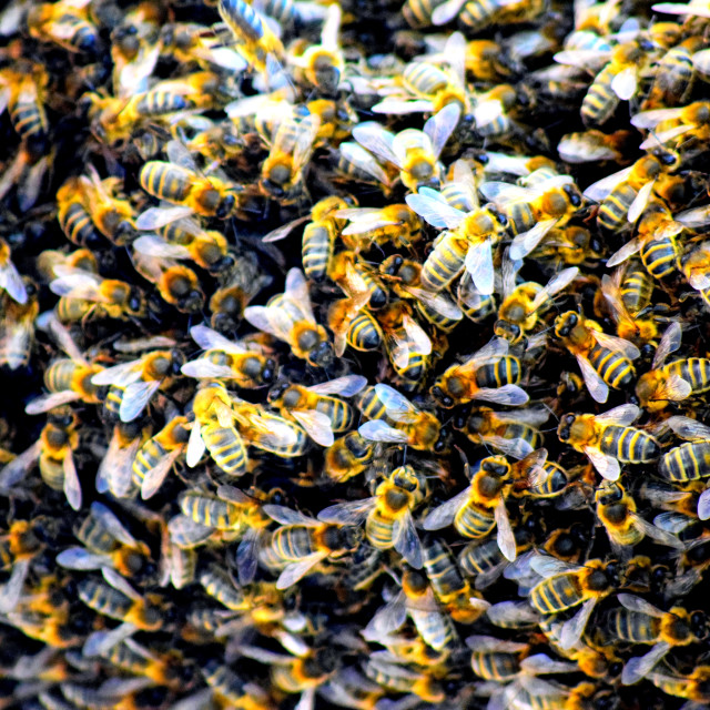 "Bees" by Amit Mendelsohn - £50.00 "Bees" stock image