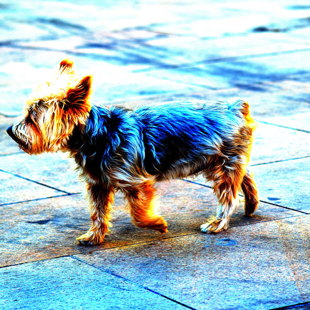 "Just a little Dog" by Amit Mendelsohn - £50.00 "Just a little Dog" stock image
