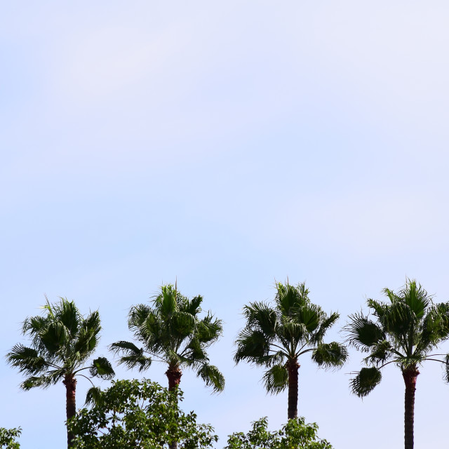 "Palm trees" stock image
