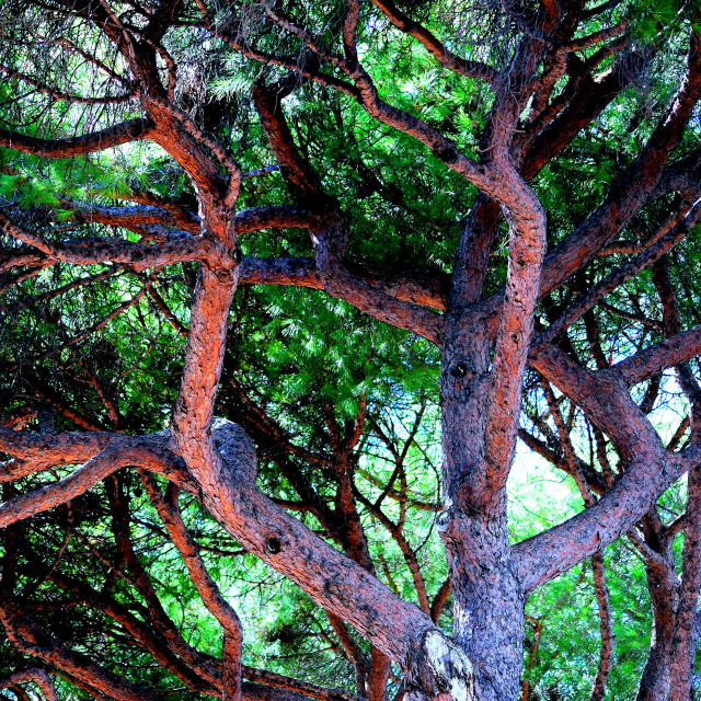 "A pine tree" by Amit Mendelsohn - £50.00 "A pine tree" stock image