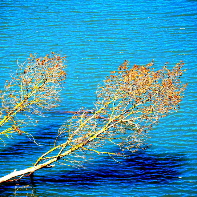 "Trees growing horizontally" by Amit Mendelsohn - £50.00 "Trees growing horizontally" stock image