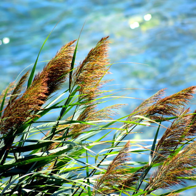 "Growing by the river" by Amit Mendelsohn - £50.00 "Growing by the river" stock image