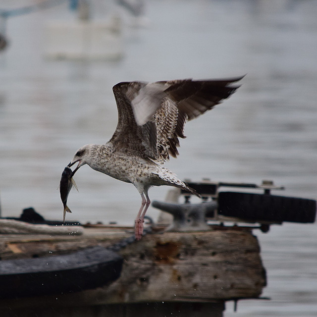 "A seagull with a catch" by Amit Mendelsohn - £50.00 "A seagull with a catch" stock image