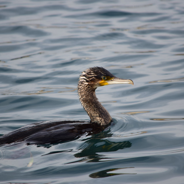 "Cormorant swimming" by Amit Mendelsohn - £50.00 "Cormorant swimming" stock image