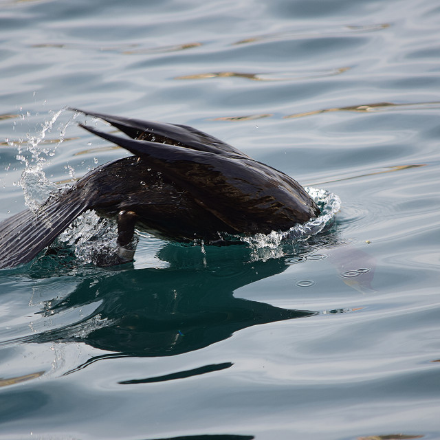 "Cormorant diving" by Amit Mendelsohn - £50.00 "Cormorant diving" stock image