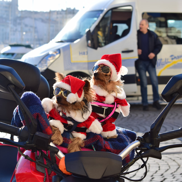 "Ready for Christmas" by Amit Mendelsohn - £50.00 "Ready for Christmas" stock image